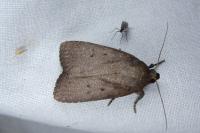 Amphipyra tragopoginis