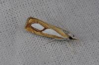 Catoptria pinella