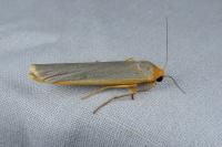 Manulea complana