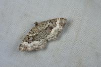 Epirrhoe alternata