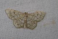Idaea moniliata