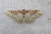 Idaea rusticata