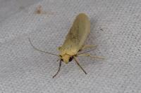 Indalia pygmaeola pallifrons