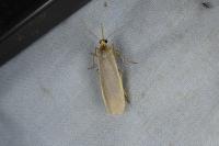 Katha depressa