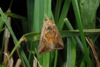 Macdunnoughia confusa