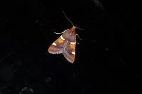 Pyralis regalis