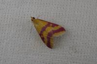 Pyrausta sanguinalis
