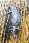 Calliteara pudibunda