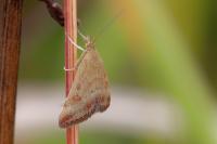 Pyrausta despicata