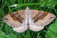 Scotopteryx chenopodiata