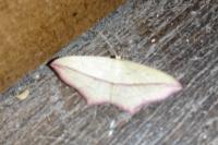 Timandra comae
