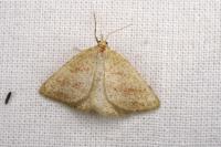 Aplasta ononaria