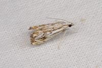 Catoptria falsella