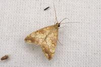 Evergestis politalis/dumerlei/marocana/marionalis