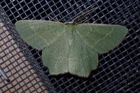 Thalera fimbrialis