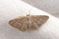 Idaea belemiata helianthemata