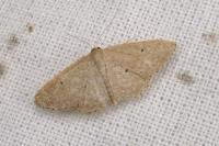 Idaea belemiata helianthemata