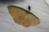 Cyclophora puppillaria