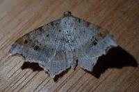 Macaria alternata