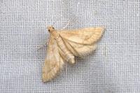 Metasia suppandalis