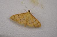 Patania balteata