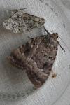 Amphipyra pyramidea