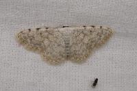 Scopula submutata roseonitens