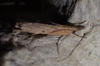 Pediasia contaminella