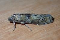 Phycita roborella