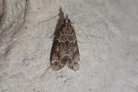 Eudonia mercurella