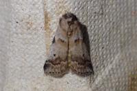Acrobasis glaucella/fallouella