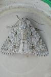 Acronicta aceris