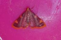 Hypsopygia costalis