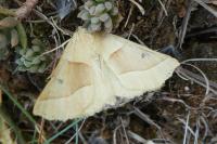 Crocallis elinguaria