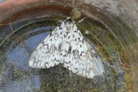 Lymantria monacha