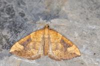 Eulithis populata