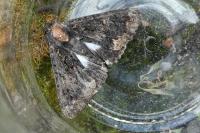Catephia alchymista