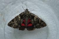 Catocala promissa