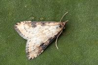 Udea costalis