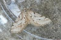Eumannia oranaria