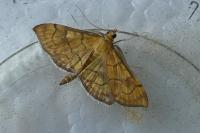 Anania verbascalis