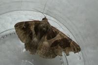 Dysgonia algira