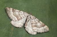 Scotopteryx vicinaria