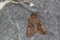 Lacanobia aliena