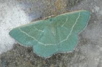 Chlorissa cloraria