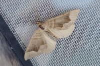 Scotopteryx angularia