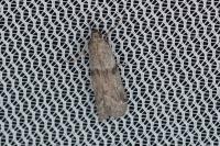 Cadra furcatella