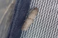 Cadra furcatella