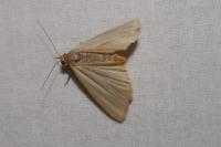Eilema caniola
