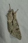 Acronicta